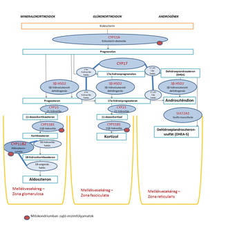 Mellékvesekéreg hormon szintézisének folyamata Diagram a mellékvesekéreg hormon szintézisének folyamatáról, mineralokortikoidok, glükokortikoidok és androgének szintézisével.