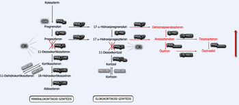 Diagram a szteroid hormonok szintézisének folyamatáról, enzimekkel és hormonokkal.