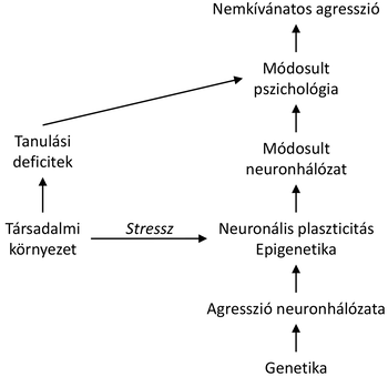 Agresszió és neuronhálózat kapcsolata diagram Diagram a társadalmi környezet, stressz és genetika hatásairól az agresszió neuronhálózatára.