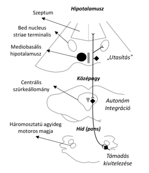 Az agy részei és kapcsolatai a támadás kivitelezéséhez Az agy különböző részei és kapcsolatai láthatók, amelyek a támadás kivitelezéséhez vezetnek.