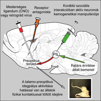Agyi idegpályák kemogenetikai manipulációja Diagram az agyi idegpályák kemogenetikai manipulációjáról, szociális interakciókban aktív neuronokkal.