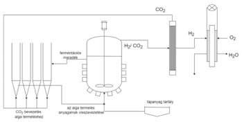 Diagram az alga termelési folyamatról, CO2 és H2 áramlás, fermentációs maradék és tápanyag visszavezetés.