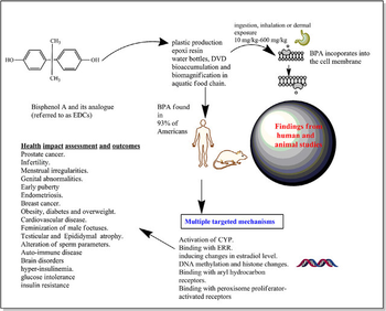 Diagram showing Bisphenol A exposure sources, health impacts, and mechanisms in humans and animals.