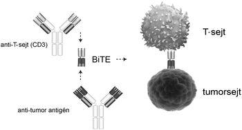 BiTE antitestek kapcsolata T-sejtekkel és tumorsejtekkel BiTE antitestek működése, T-sejt és tumorsejt kapcsolata, anti-T-sejt (CD3) és anti-tumor antigén feliratokkal.