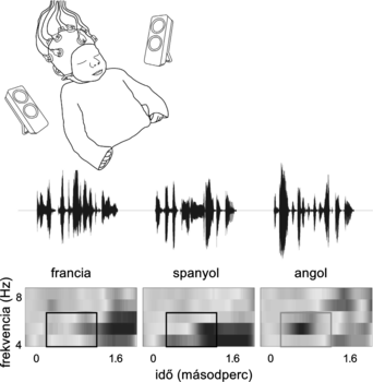 Csecsemő EEG elektródákkal és hanghullámok spektrális diagramjai Csecsemő EEG elektródákkal, hangszórókkal körülvéve, hanghullámok és spektrális diagramok francia, spanyol és angol nyelvű hangokkal.