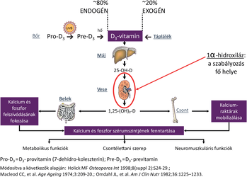 D3-vitamin szintézise és hatásai Diagram a D3-vitamin szintéziséről és hatásairól, kalcium és foszfor anyagcserével.