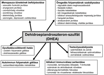 Dehidroepiandroszteron-szulfát hatásai különböző területeken Diagram a dehidroepiandroszteron-szulfát (DHEA) hatásairól menopauza, öregedés, gyulladáscsökkentés, autoimmun folyamatok, testsúlyszabályozás és immunválasz terén.
