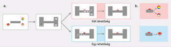 Diagram a piros labda elhelyezési lehetőségeiről Diagram két különböző helyzetet ábrázol, ahol a piros labda elhelyezése különböző lehetőségeket kínál.