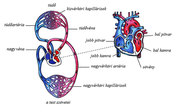 Az emberi szív és vérkeringés rendszere Diagram az emberi szív és vérkeringés rendszeréről, tüdővel és test szöveteivel