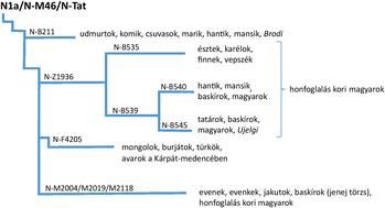 Genetikai leszármazási fa N1a/N-M46/N-Tat haplocsoport Genetikai leszármazási fa a N1a/N-M46/N-Tat haplocsoport különböző ágai és népcsoportok.