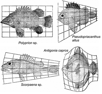 Négy különböző halfaj rácsos háttér előtt Négy különböző halfaj látható rácsos háttér előtt: Polyprion sp., Pseudopriacanthus altus, Antigonia capros, Scorpaena sp.