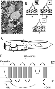 Kapszaicin hatásmechanizmusa és sejtszerkezet diagramok Diagramok a kapszaicin hatásmechanizmusáról és sejtszerkezetről, hőérzékelés bemutatása.