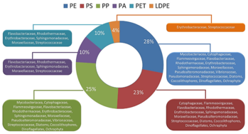 Kördiagram, amely különböző műanyagokhoz kapcsolódó baktériumcsaládokat mutat be százalékos eloszlásban.