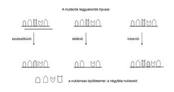 Mutációk típusai és nukleinsav építőelemei Diagram a mutációk leggyakoribb típusairól: szubsztitúció, deléció, inzerció, és a nukleinsav építőelemei, a négyféle nukleotid.