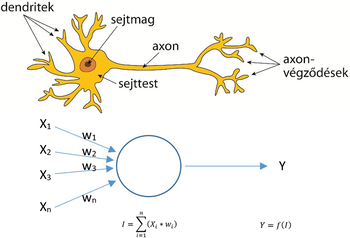Neuron és mesterséges neuron modellje A képen egy neuron és egy mesterséges neuron modellje látható, bemutatva a neuron részeit és a mesterséges neuron működését.