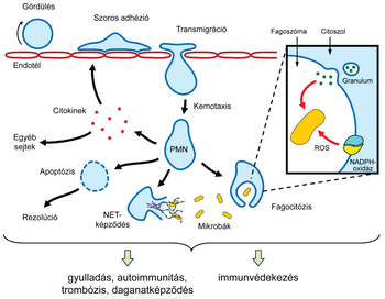 Neutrofilek szerepe az immunválaszban Diagram a neutrofilek immunválaszban betöltött szerepéről, beleértve a gördülést, adhéziót, transzmigrációt, kemotaxist, fagocitózist és NET-képződést.