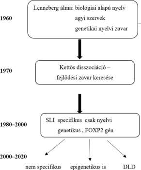 Diagram a nyelvi zavarok kutatásának történetéről, Lenneberg elméletétől a FOXP2 génig.
