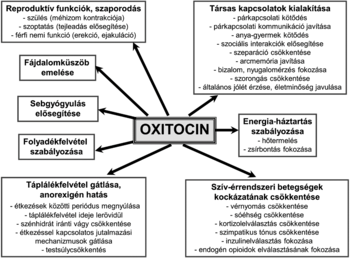 Az oxitocin hormon hatásai különböző területeken Diagram az oxitocin hormon hatásairól: reproduktív funkciók, társas kapcsolatok, energia-háztartás, táplálékfelvétel, szív-érrendszeri betegségek, fájdalomküszöb, sebgyógyulás, folyadékfelvétel.