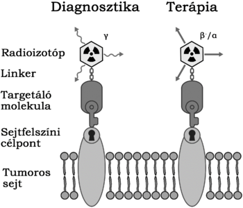 Radioizotópok diagnosztikai és terápiás alkalmazása Radioizotópok diagnosztikai és terápiás alkalmazása sejtfelszíni célpontokkal és tumoros sejttel.