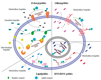 Sejten belüli jelölési módszerek diagramja Diagram a sejten belüli jelölési módszerekről, fehérje-, glikán-, lipid- és DNS/RNS-jelölés, különböző beépülési típusokkal.