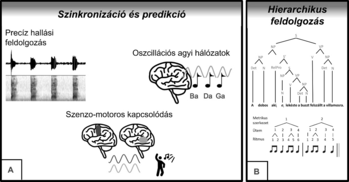 Szinkronizáció és predikció az agyban, hierarchikus feldolgozás Grafika az agyi szinkronizációról és predikcióról, valamint hierarchikus feldolgozásról.