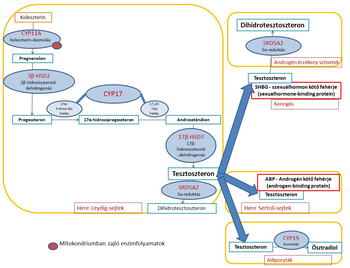 Tesztoszteron szintézis folyamata a koleszterinből Diagram a tesztoszteron szintézis folyamatáról, koleszterinből indulva, enzimek hatására tesztoszteronná, dihidrotesztoszteronná vagy ösztradiollá alakulva.