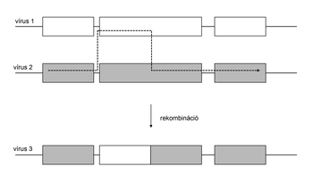 Vírusok genetikai rekombinációja Diagram a vírusok genetikai rekombinációjáról, ahol két vírus genetikai anyaga kombinálódik, hogy egy új vírus jöjjön létre.