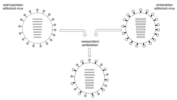 Vírus reasszortáció sertésekben Diagram a vírus reasszortációjáról sertésekben, szárnyasok és emberek vírusainak keveredésével.
